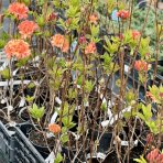 Azalka veľkokvetá (Azalea Mollis) ´GENA MAE´ - výška 50-80 cm, kont. C3L